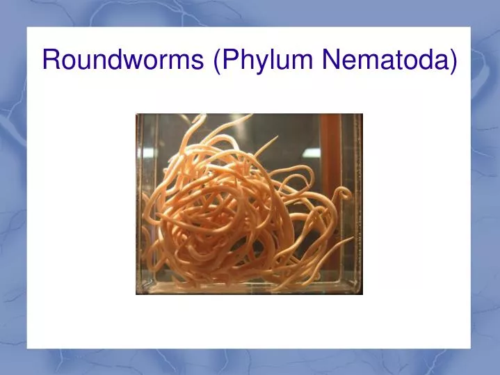 PPT - Roundworms (Phylum Nematoda) PowerPoint Presentation, Free ...