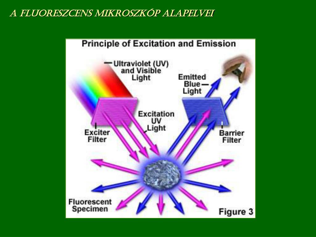 PPT - A fluoreszcens mikroszkópia PowerPoint Presentation, free download -  ID:6391533