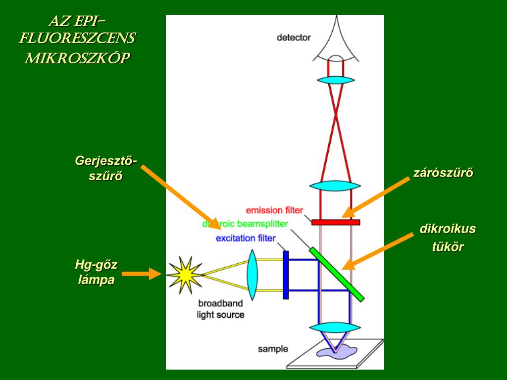 PPT - A fluoreszcens mikroszkópia PowerPoint Presentation, free download -  ID:6391533
