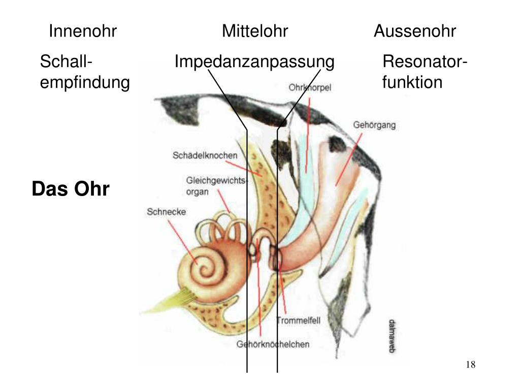 PPT Schall und Gehör PowerPoint Presentation, free