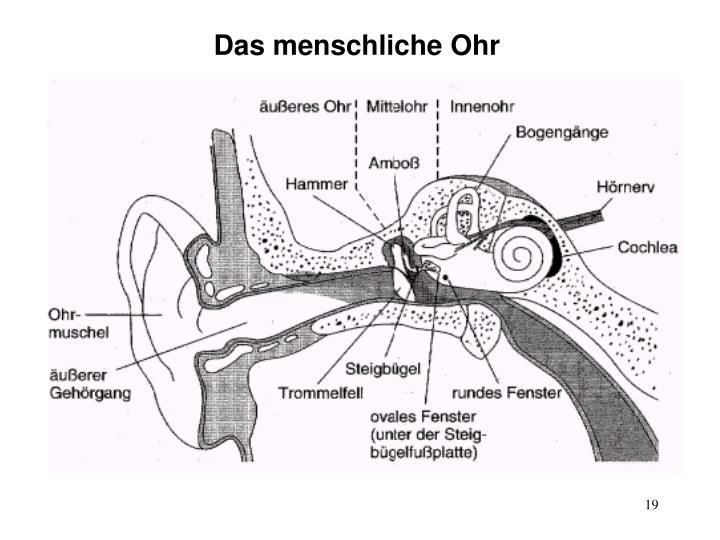 PPT Schall und Gehör PowerPoint Presentation ID6392239