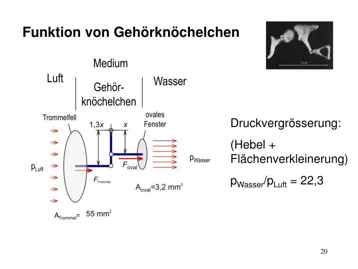 PPT Schall und Gehör PowerPoint Presentation ID6392239
