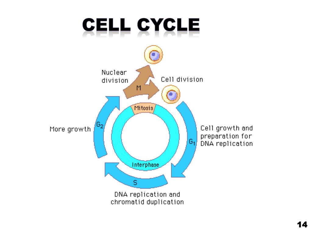 Daughter s growth test. Клеточный цикл. G2 phase of Cell Cycle. S phase Cell Cycle. Cell dividing.
