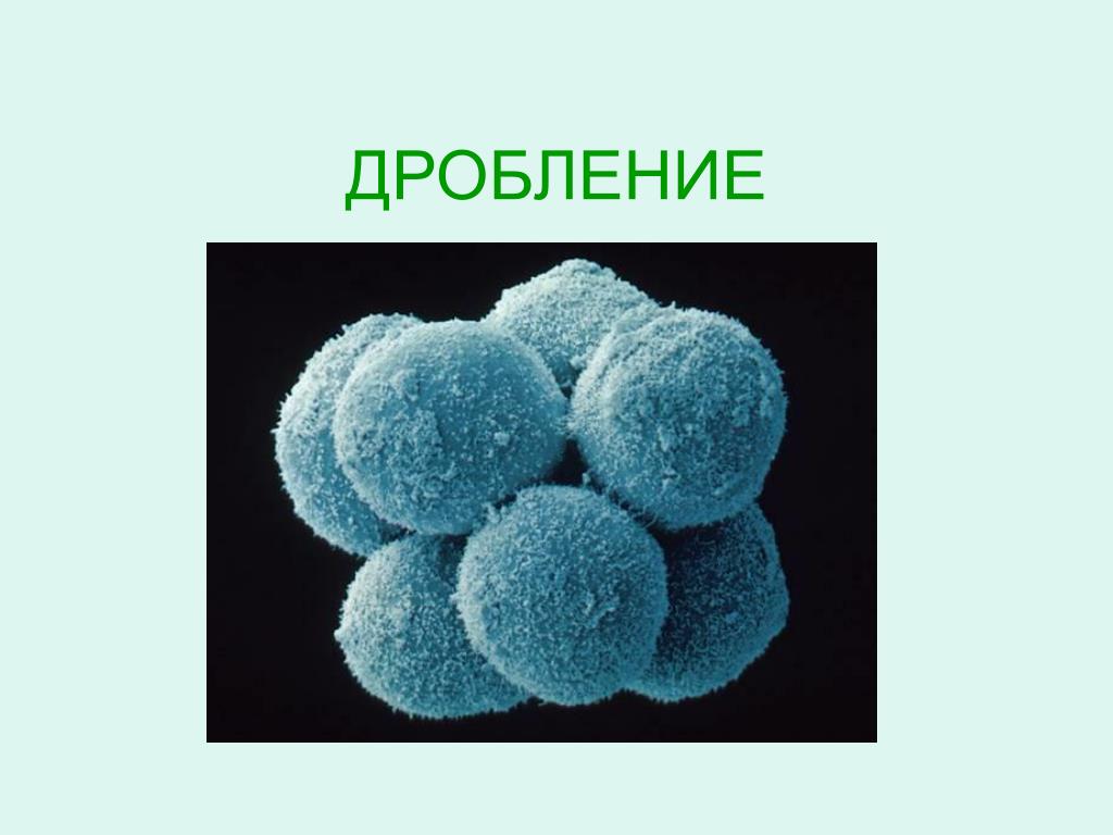 2 дробление. Дробление для презентации. Дробление это в биологии. Стадия 8 бластомеров.