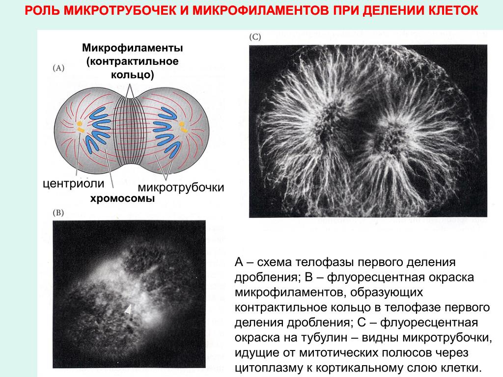 Вещество разрушающее микротрубочки веретена деления