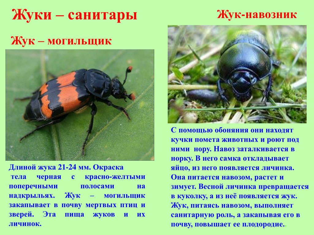 Nicrophorus vespilloides Herbst, 1783 - автор фото С.И.Рубан