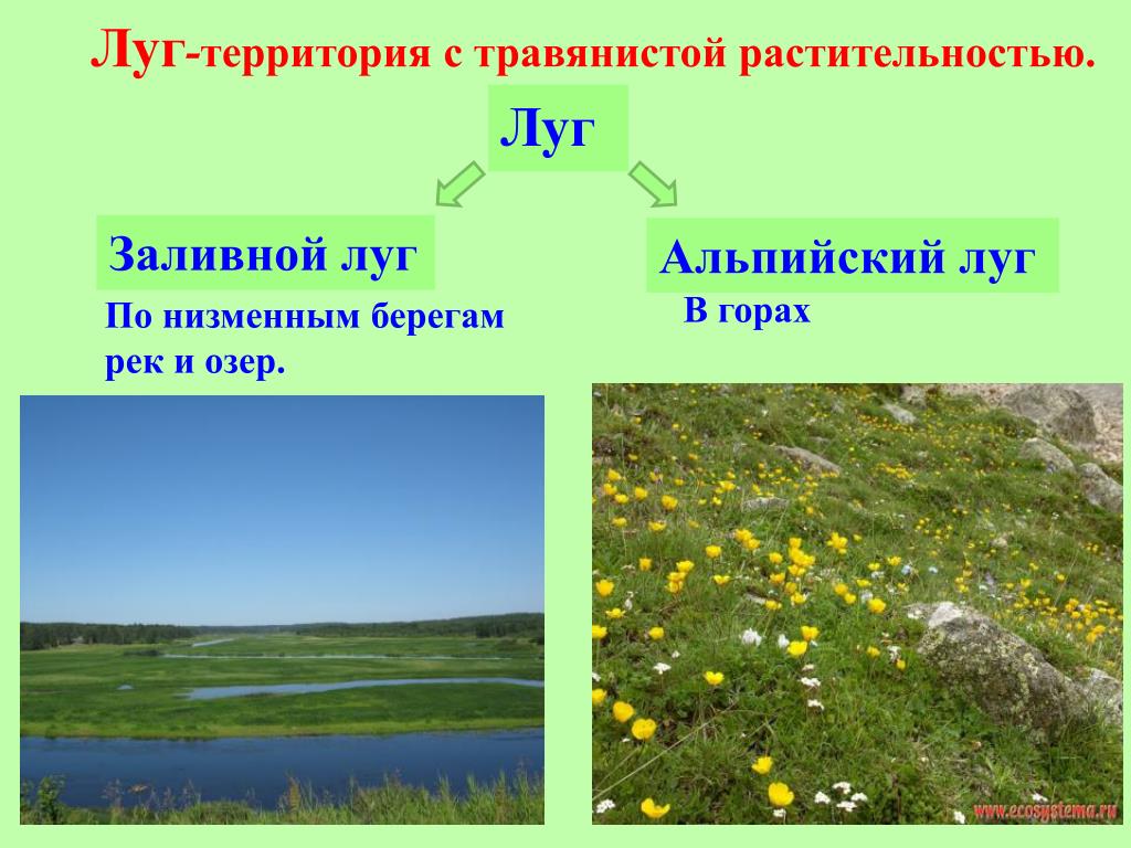 Презентация на тему природное сообщество луг