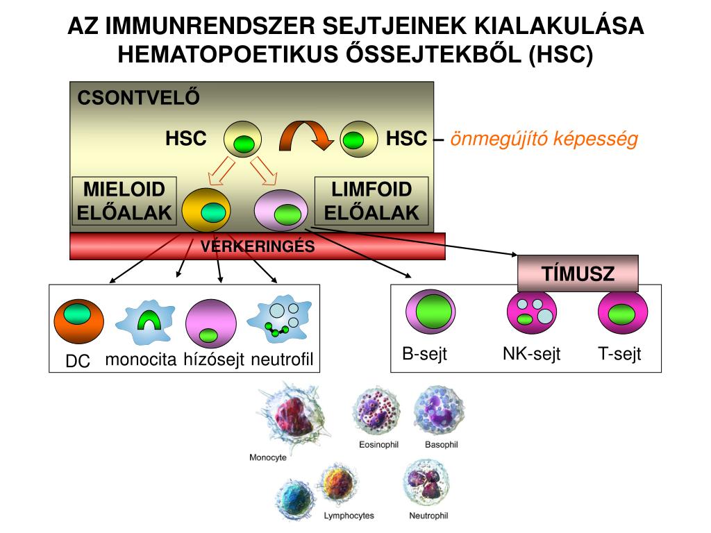 Neutrofils baixos i limfocits alts
