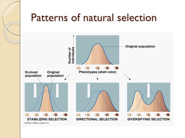 PPT Darwin’s Theory of Evolution PowerPoint Presentation ID6399009