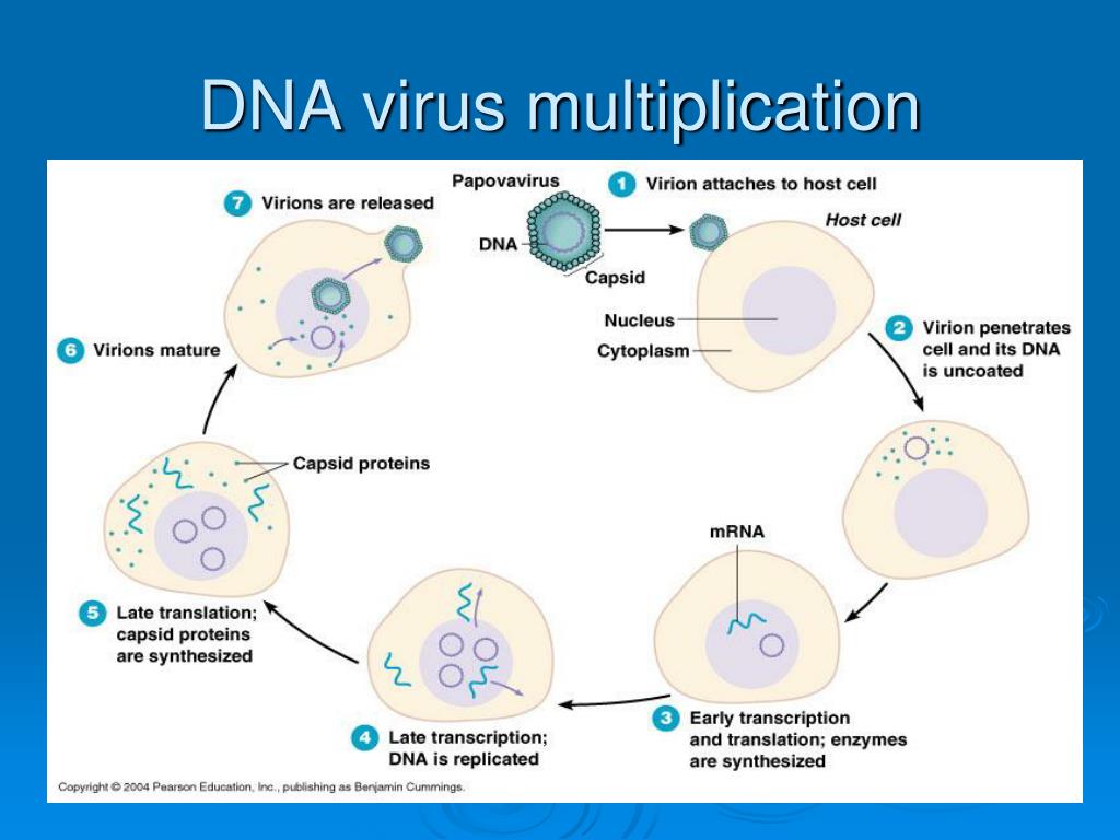 ppt-viruses-viroids-and-prions-powerpoint-presentation-free-download-id-6399930
