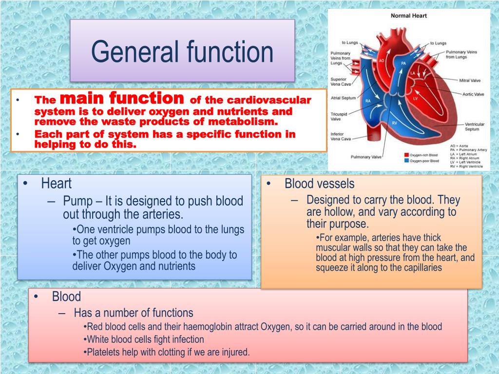 ppt-the-function-of-the-cardiovascular-system-powerpoint-presentation