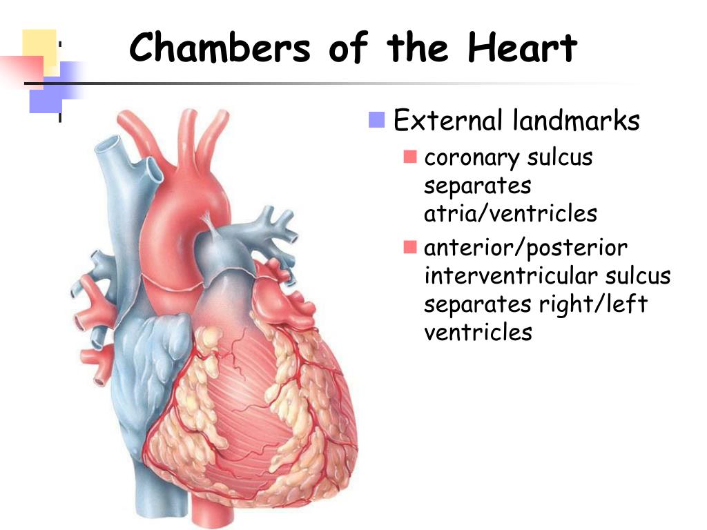 PPT - Chapter 20 - The Heart PowerPoint Presentation, free download