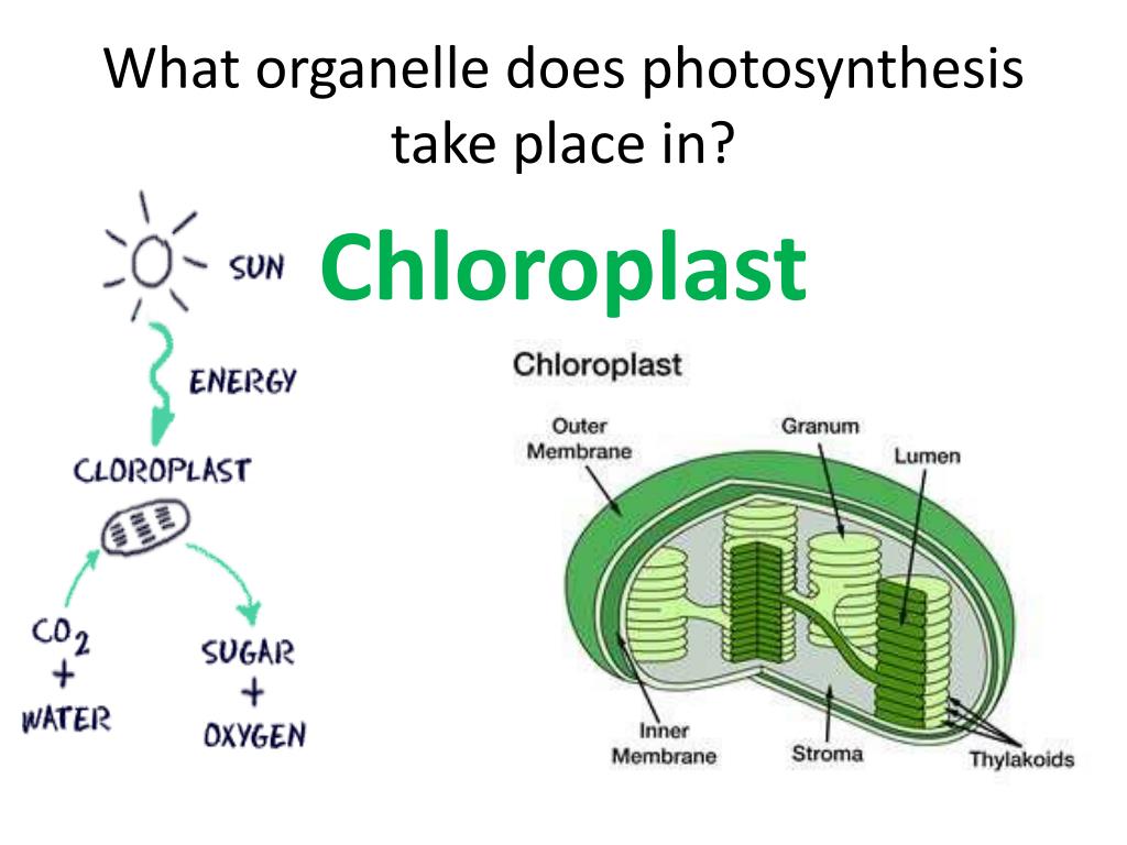 PPT 8 2 Photosynthesis PowerPoint Presentation Free Download ID   What Organelle Does Photosynthesis Take Place In L 