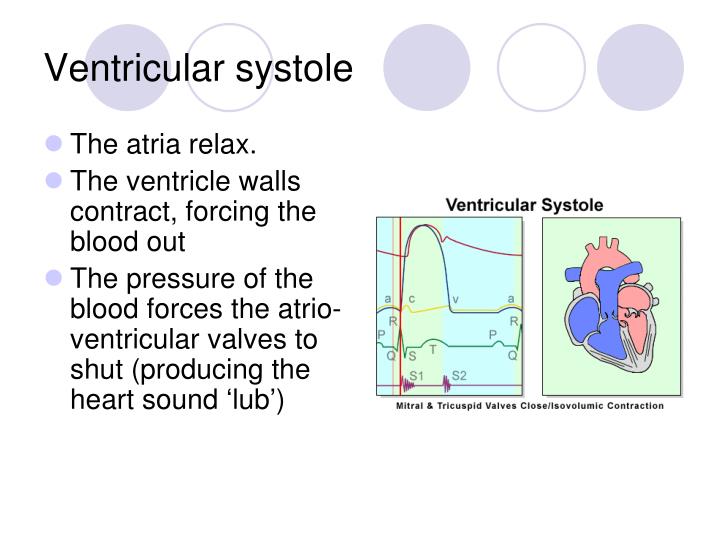 PPT - The cardiac cycle PowerPoint Presentation - ID:6402737