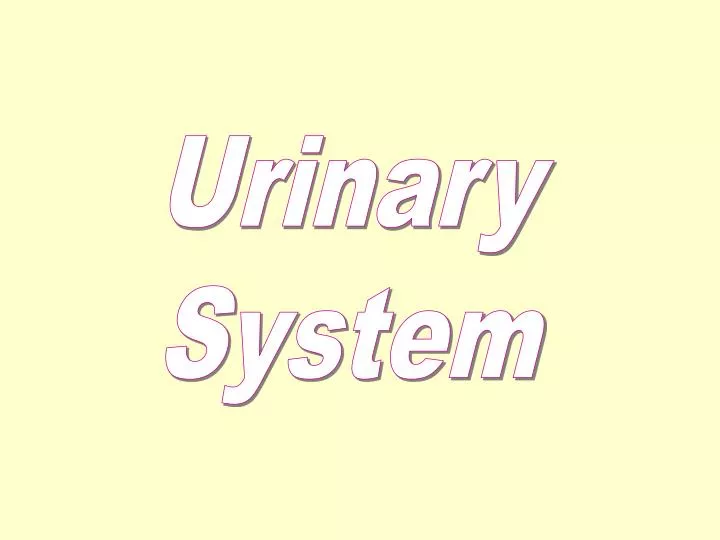 PPT - Urinary System PowerPoint Presentation, free download - ID:6403099