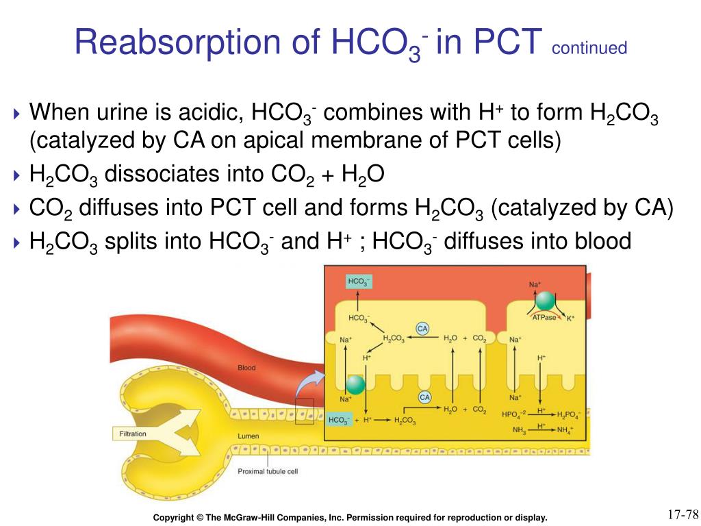 Hco3. Hco3 на что распадается. Hco3 цвет. Hco3 что это в физиологии.