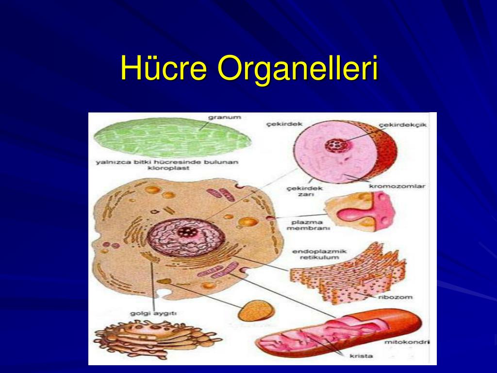 Organeller ... Fonksiyonlar, organellerin yapısı Organeller ... Fonksiyonlar, organellerin yapısı