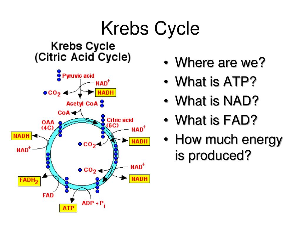 PPT Glycolysis, Krebs Cycle, and Electron Transport System PowerPoint