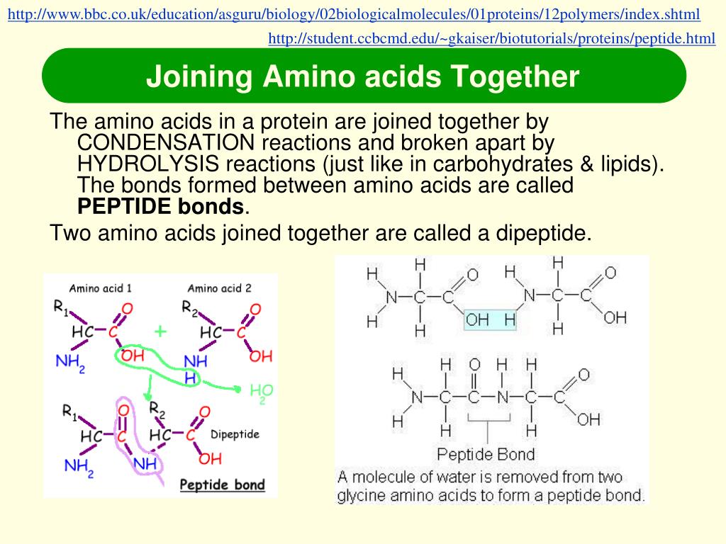 PPT Biological Molecules PowerPoint Presentation, free download ID