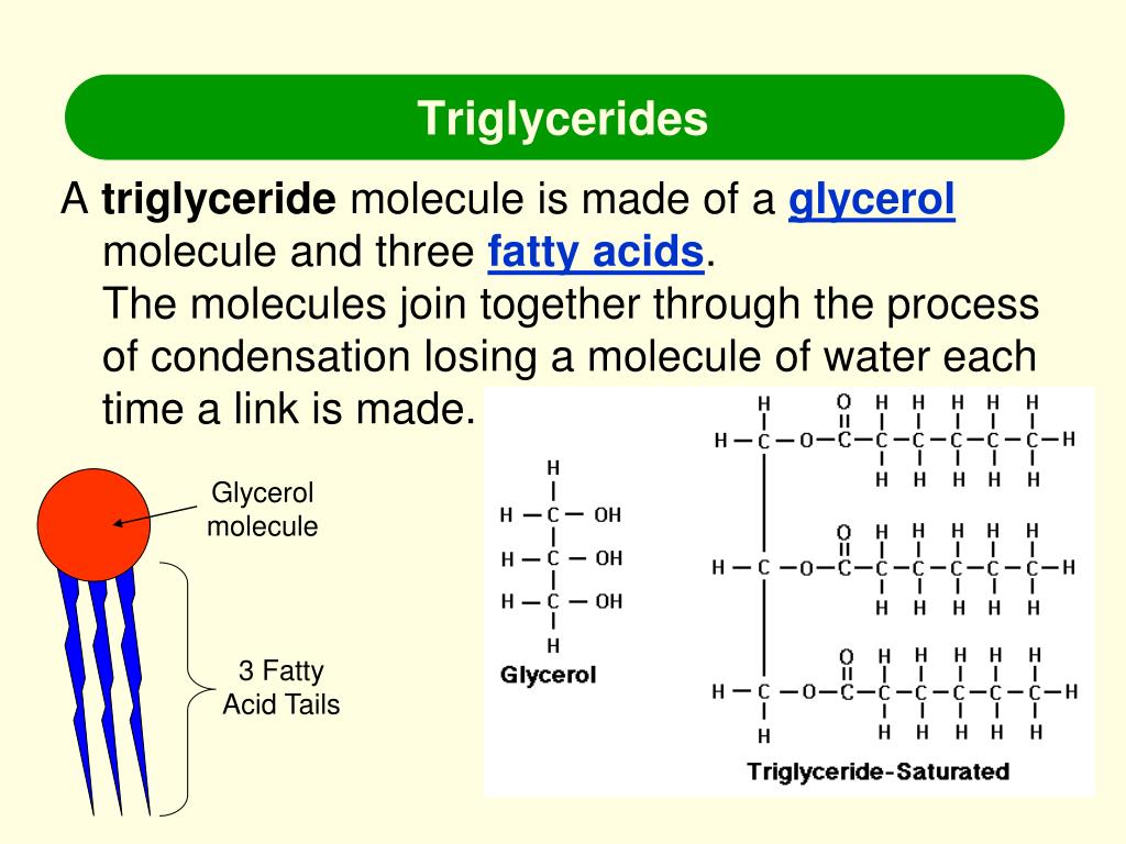 Три глицерины. Triglycerides. Триглицериды молекула. Триглицерид структура.