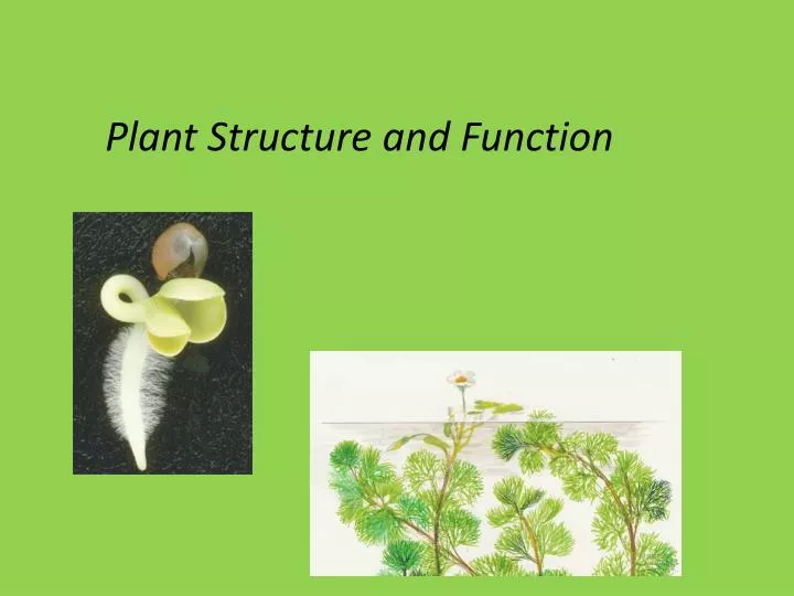 Flower Structure And Function Ppt | Best Flower Site