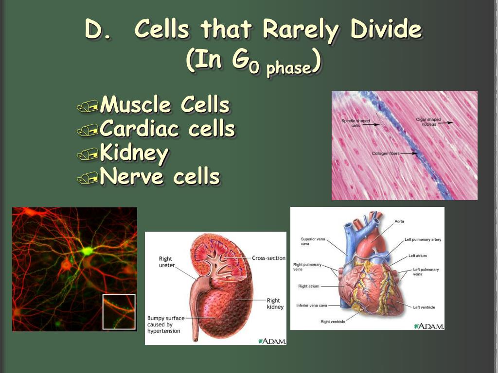 Ppt cell growth division question why do cells divide powerpoint