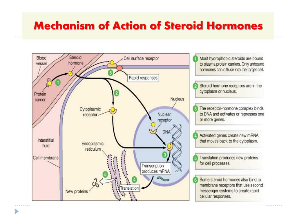 Mechanism of action. The mechanism of Action of Steroid Hormones. Steroids mechanism of Action. Стероиды гормоны.