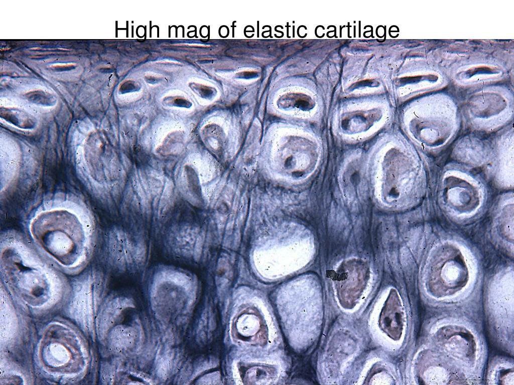 Хрящевая ткань животного. Хрящевая ткань микрофотография. Соединительная ткань. Соединительная ткань под микроскопом. Соединительнаяъткань под микроскопом.