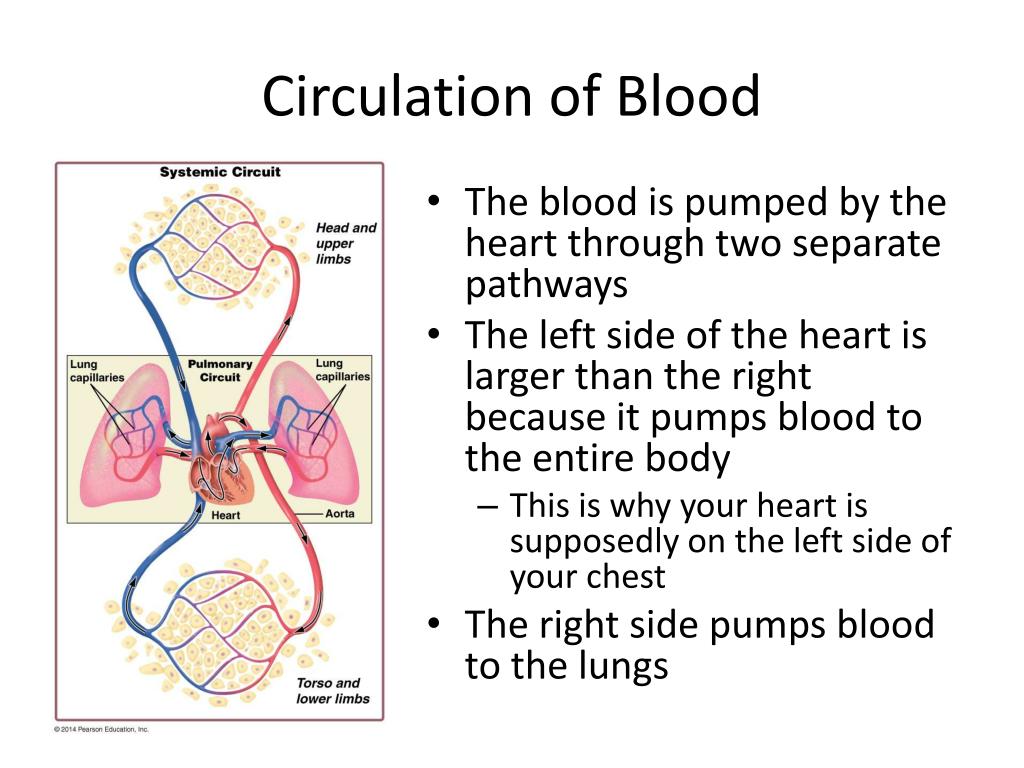 Heart and Blood Vessels PowerPoint Presentation free download Biology Diagrams
