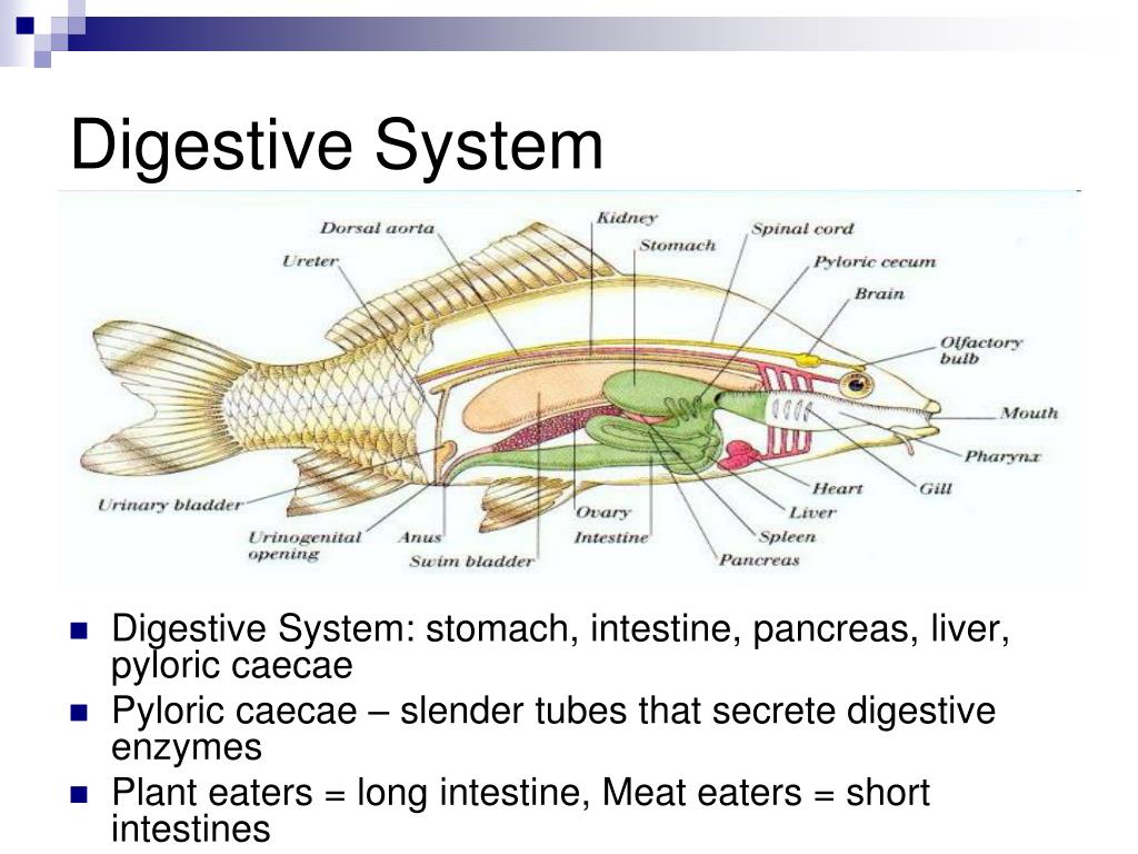 PPT - Bony Fish PowerPoint Presentation, free download - ID:6411181