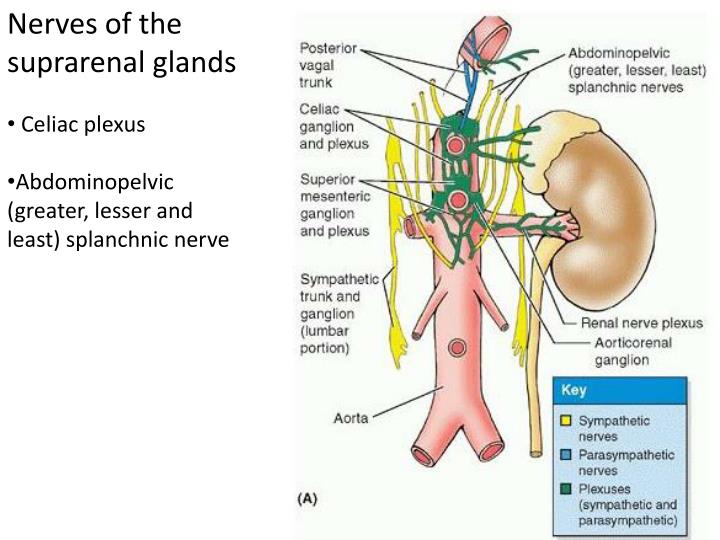 PPT Anatomy of Suprarenal Glands PowerPoint Presentation ID6415167
