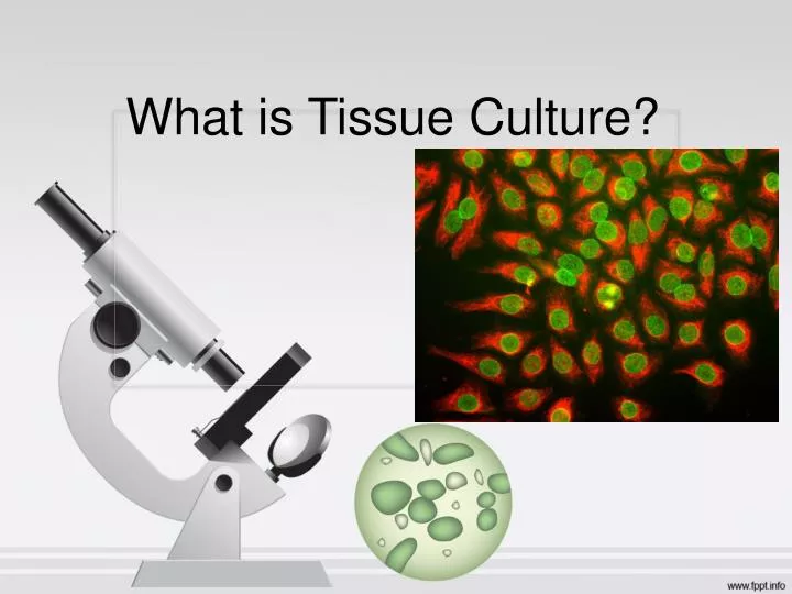 PPT - What is Tissue Culture? PowerPoint Presentation, free download -  ID:6415379