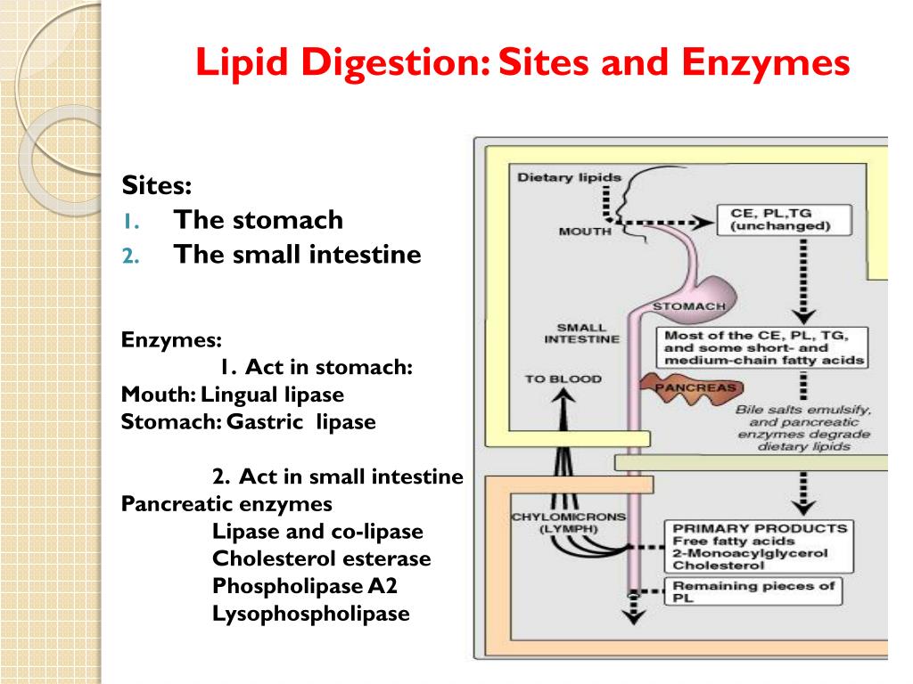 PPT - Biochemical Aspects of Digestion of Lipids..