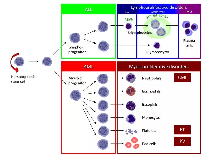 hematopoietic stem cells vs mesenchymal stem cells hematopoietic stem cells vs mesenchymal stem cells