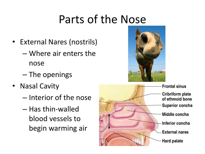 PPT - The Respiratory System PowerPoint Presentation - ID:6418158