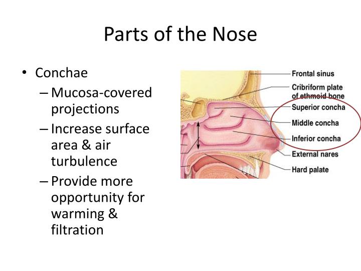 Image Result For Nose Internal Parts