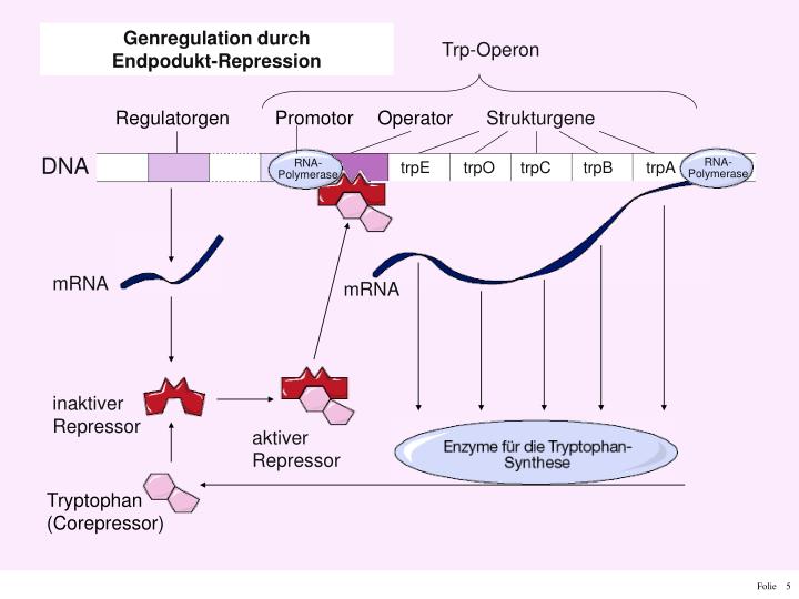 Regulation Der Genaktivität Bei Eukaryoten