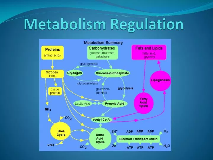 Ppt Metabolism Regulation Powerpoint Presentation Free Download Id6419254 