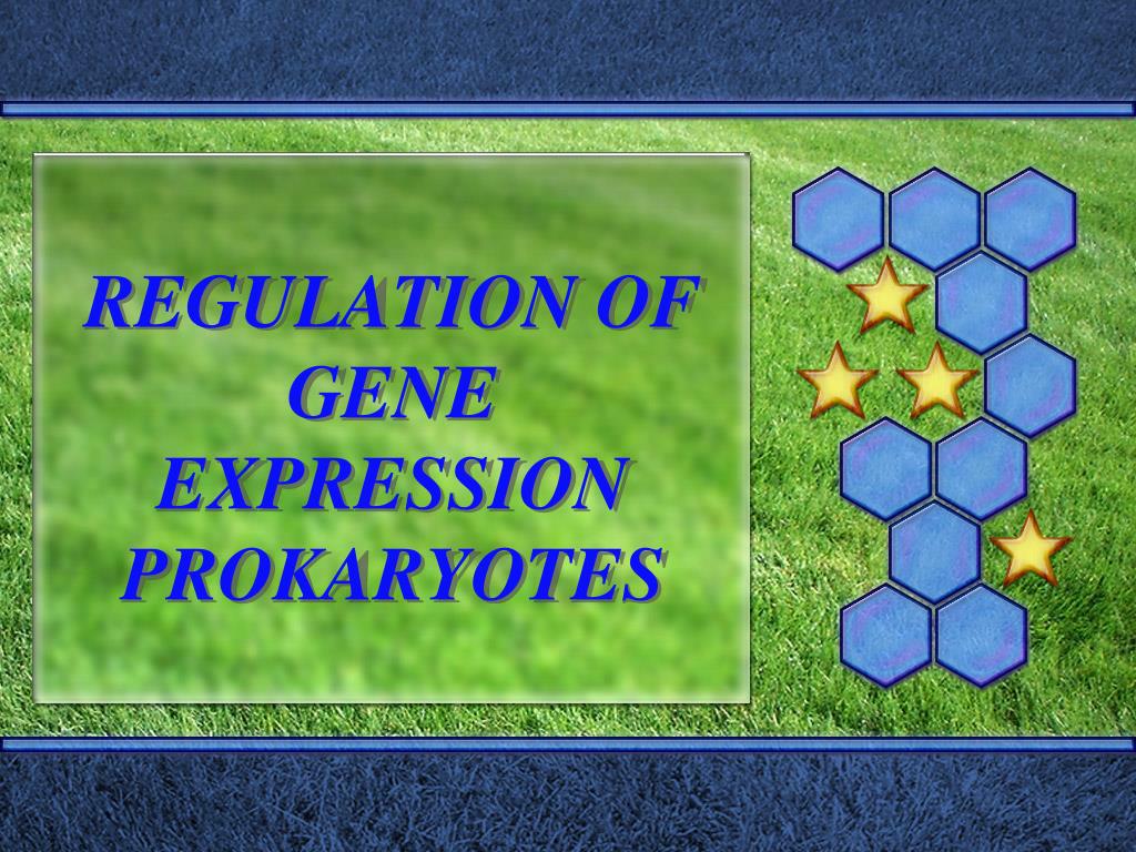 PPT - REGULATION OF GENE EXPRESSION PROKARYOTES PowerPoint Presentation -  ID:6419291