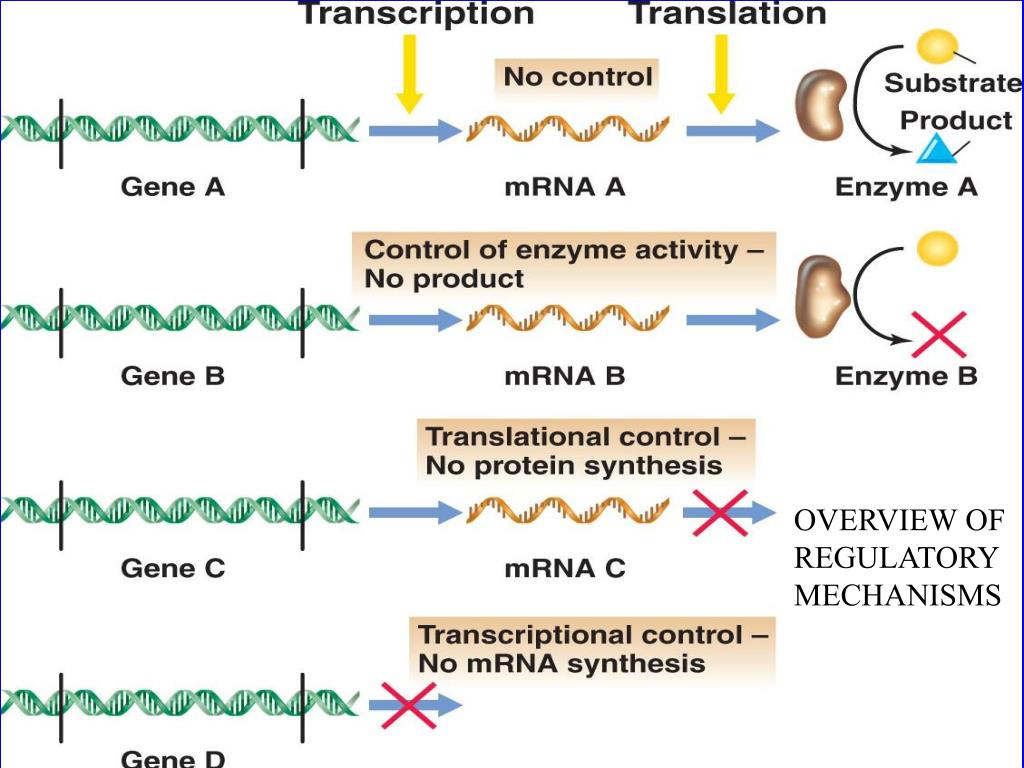 PPT REGULATION OF GENE EXPRESSION PROKARYOTES PowerPoint Presentation