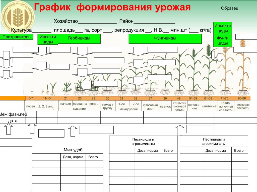 График формирование. Формирование урожая. Культура сорт репродукция площадь га урожайность. Факторы формирования урожая для школьников. Модель формирования урожая в системе почвы..
