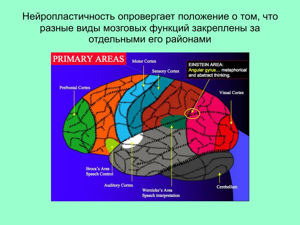 Ковид мозговой туман. Нейропластичность мозга. Механизмы нейропластичности мозга. Виды нейропластичности. Принципы нейропластичности.