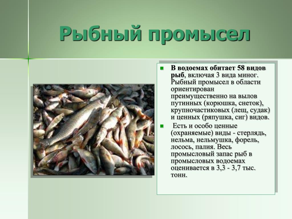 Текст рыбная ловля. Сообщение на тему промысел рыб. Промысловые животные рыбы. Презентация на тему рыболовство. Презентация рыбы нашего края.