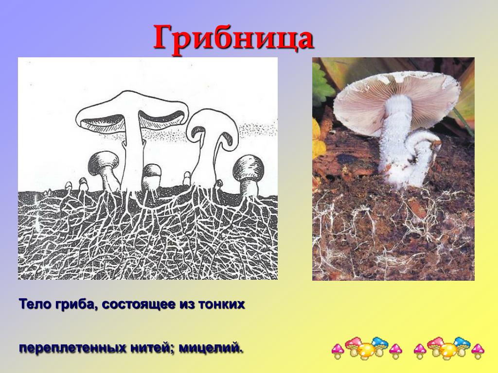 Тело организма представлено мицелием грибы