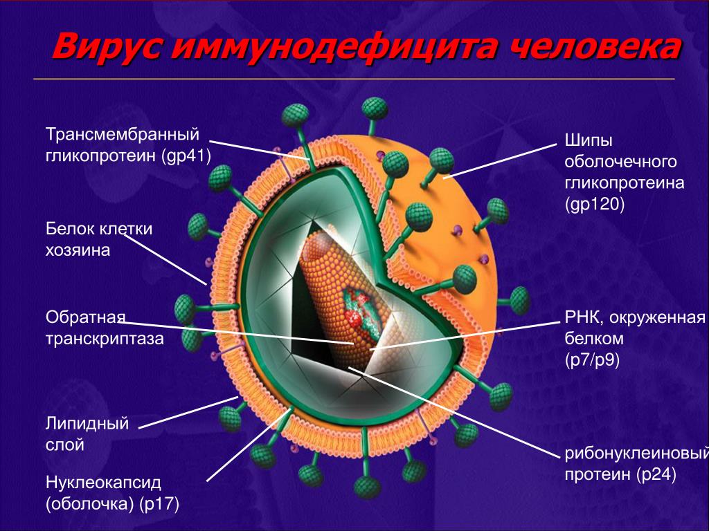 Клетка иммунодефицита. Вирус иммунодефицита (ВИЧ). Строение иммунодефицита. Форма вируса ВИЧ. Вирус иммунодефицита человека строение.