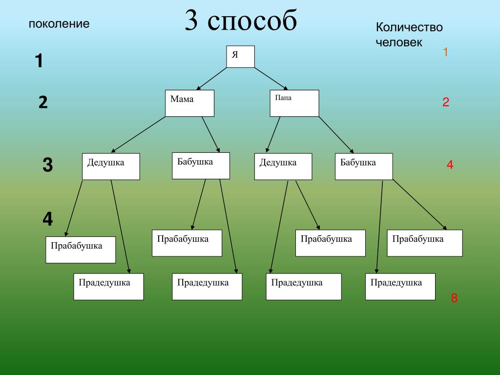 Как изобразить родословную 2 класс. Родословное дерево. Схема составления родословного дерева. Генеалогическое дерево по информатике. Родословная три поколения.