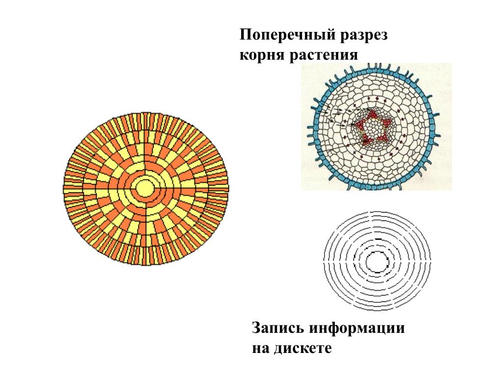 Поперечный разрез. Поперечный разрез корня. Попреречный разрезкорня. Корень в разрезе. Разрез корня растения.