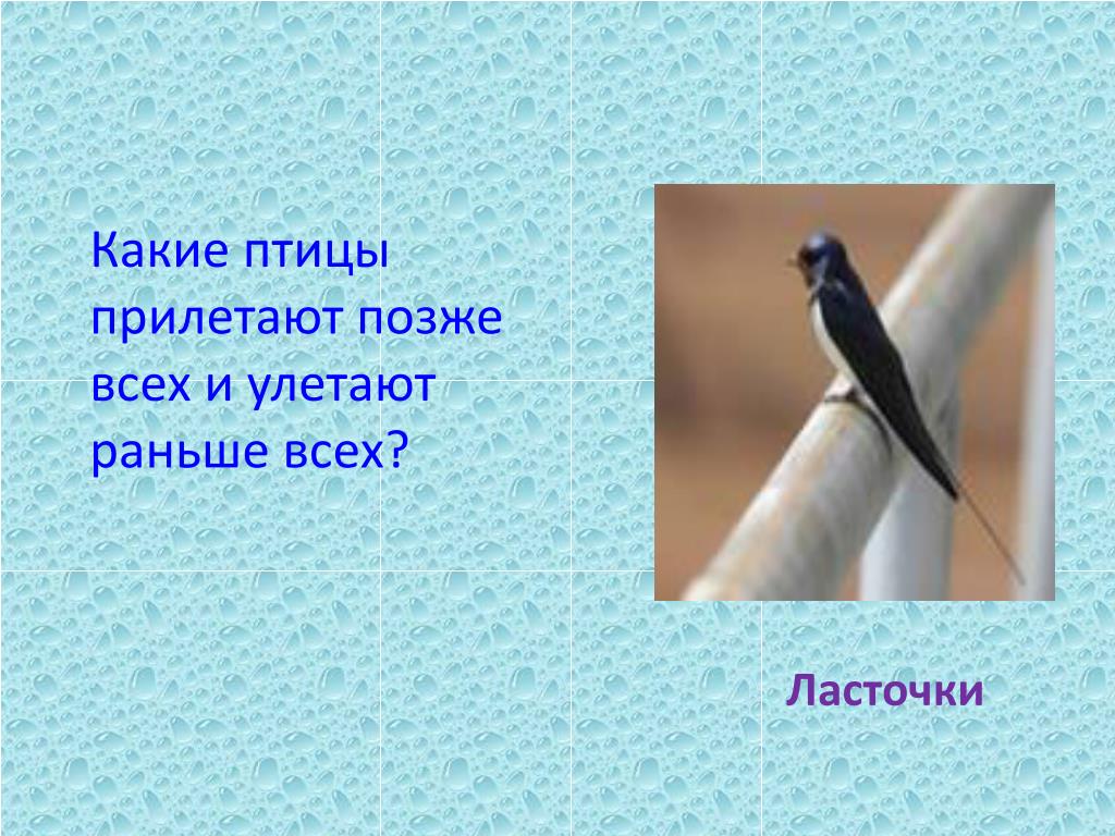 Сколько птиц прилетело в наши края. Какие птицы прилетают раньше всех. Какие птицы прилетают позже. Какая птица прилетает позже всех. Какие птицы прилетают это поздно.