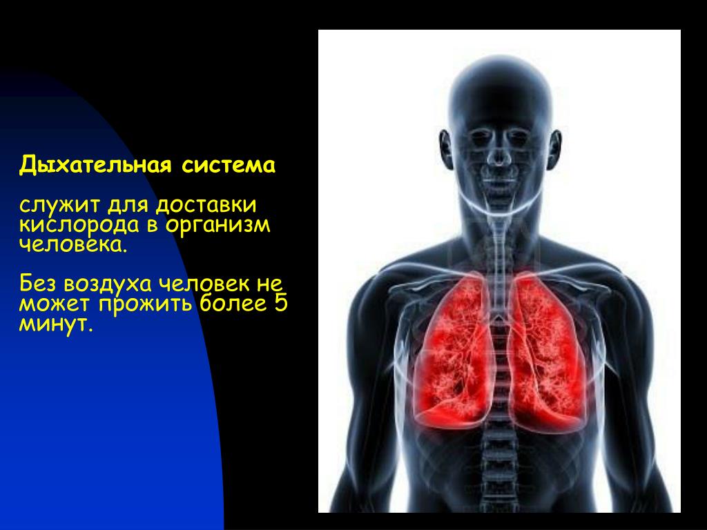 Организм способный жить при отсутствии кислорода. Кислород в организме человека. Человек дышит кислородом. Кислород в теле человека. Кислород в человеческом организме.