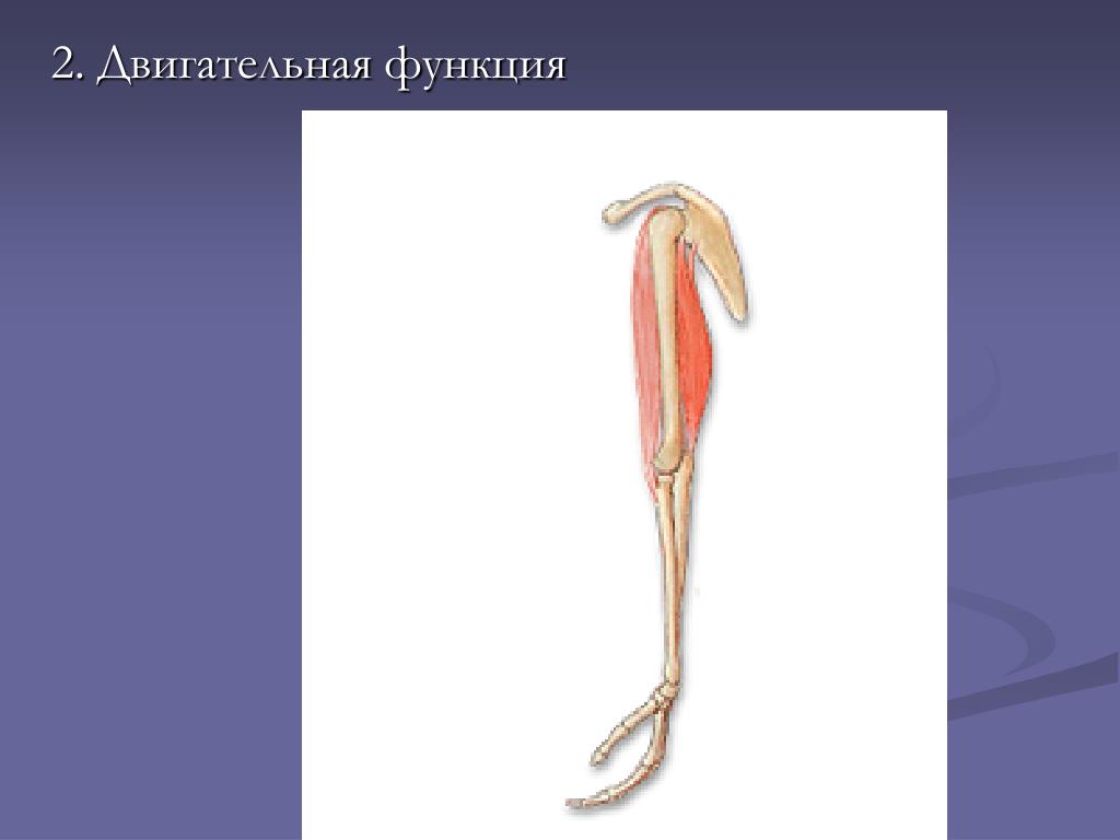 Имеет двигательную функцию. Двигательные белки функции. Двигательная функция. Моторная двигательная функция белков. Двигательную функцию выполняют.